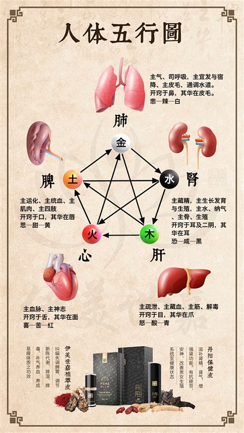 五行 五脏|中医蕴含的五行学说，五脏之间的关系